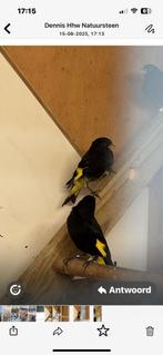 Te koop of ruilen, Dieren en Toebehoren, Meerdere dieren, Tropenvogel