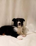 Border Collie Pups, Meerdere, Meerdere dieren, Middel, Nederland