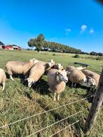 Stamboek swifter dekrammen, Dieren en Toebehoren, Schapen, Geiten en Varkens, Mannelijk, Schaap
