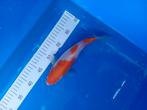 Te koop prachtige kohaku 25 cm, Dieren en Toebehoren, Karper of Koi