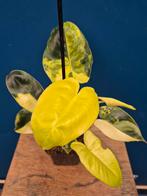 Philodendron Burle Marx Albo Variegata p12 (1), Huis en Inrichting, Kamerplanten, Ophalen of Verzenden, Halfschaduw, Minder dan 100 cm