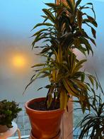 Grote Dracaena kamerplant, Ophalen, Gehele jaar, Halfschaduw, Zaad