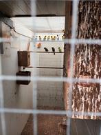 Gesext koppel pyrrhurra emma, Dieren en Toebehoren, Vogels | Parkieten en Papegaaien, Meerdere dieren, Parkiet