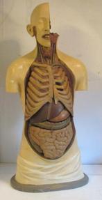 antieke anatomische buste torso model in gips Verbeke, Antiek en Kunst, Ophalen