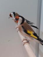 Major putters, Dieren en Toebehoren, Vogels | Overige Vogels, Mannelijk, Wildzangvogel, Geringd