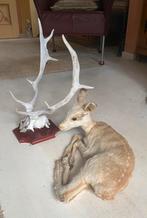 Taxidermi gewei Damhert en reebok, Ophalen of Verzenden