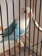 Fischerie, Geslacht onbekend, Dwergpapegaai of Agapornis, Geringd