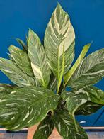 Spathiphyllum Diamond Variegata p17 (4)