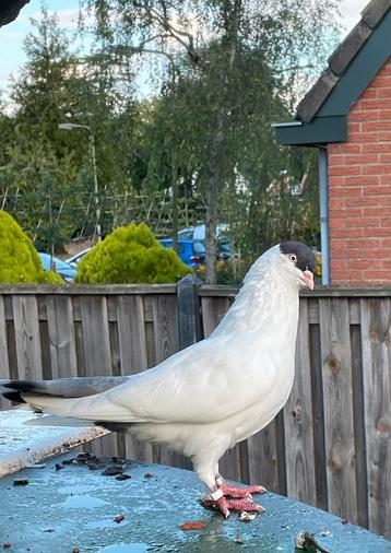 Helmduiven en duiventil. beschikbaar voor biedingen