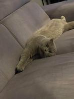 Simba | Kat | British x Scottish fold, Dieren en Toebehoren, Kater, Ontwormd