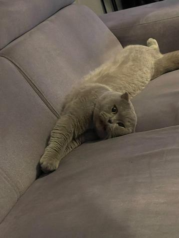 Simba | Kat | British x Scottish fold beschikbaar voor biedingen