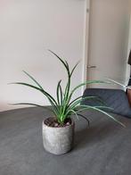 Mooie Sanseveria Dracaena, Ophalen, Overige soorten, Minder dan 100 cm