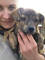 Zinno zoekt een baasje, Dieren en Toebehoren, Honden | Niet-rashonden, 15 weken tot 1 jaar, Buitenland, Parvo, Eén hond