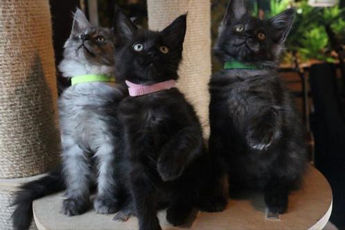 Zilveren schaduwen: 9 Maine Coon kittens mogen nu verhuizen, Dieren en Toebehoren, Katten en Kittens | Raskatten | Langhaar, Meerdere dieren