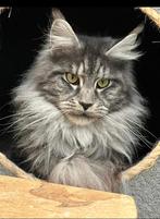 Super lieve poes met stamboom papieren, Poes, Gechipt