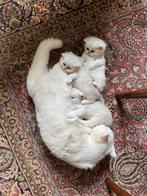 Raszuivere britse kort X langhaar kittens, Meerdere dieren, Ontwormd, 0 tot 2 jaar