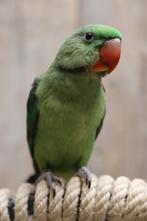 Jonge Alexander Parkiet | Handtam | Rustig, Dieren en Toebehoren, Vogels | Parkieten en Papegaaien, Meerdere dieren, Parkiet, Pratend