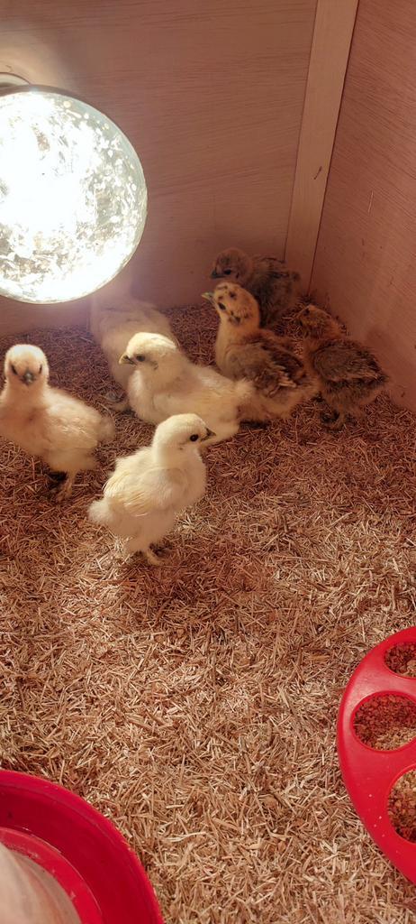 🐥 USA zijdehoen kuikens 🐥, Dieren en Toebehoren, Pluimvee, Kip, Geslacht onbekend