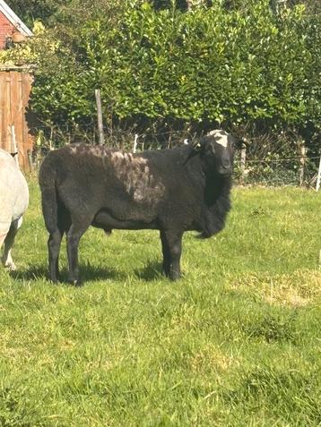 Bont haarschaap dekram beschikbaar voor biedingen