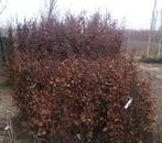 Beuken voor hagen: Fagus sylvatica bladhoudend groen en rood, Ophalen, Beukenhaag, Haag, 100 tot 250 cm