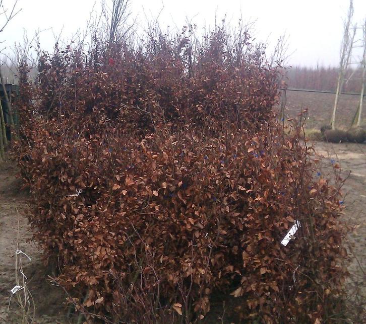 Beuken voor hagen: Fagus sylvatica bladhoudend groen en rood, Tuin en Terras, Planten | Struiken en Hagen, Haag, Beukenhaag, 100 tot 250 cm