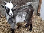 mooi landgeit bokje, Dieren en Toebehoren, Schapen, Geiten en Varkens, Mannelijk, Geit, 0 tot 2 jaar