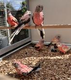 Bourke parkiet, Dieren en Toebehoren, Vogels | Parkieten en Papegaaien, Mannelijk, Parkiet