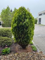 Conifeer, Tuin en Terras, Planten | Bomen, Ophalen, Bloeit niet, Halfschaduw, Overige soorten