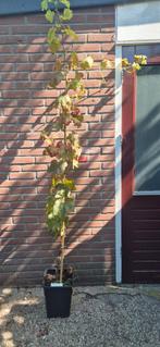 Mooie druivenboom "regent" (blauwe druif), Tuin en Terras, Planten | Fruitbomen, Ophalen, Overige soorten, Lente