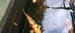 6 Japanse koi, Dieren en Toebehoren, Vissen | Vijvervissen, Karper of Koi