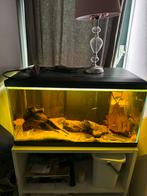 Aquarium 60 liter met vissen, Dieren en Toebehoren, Vissen | Aquaria en Toebehoren, Ophalen, Zo goed als nieuw, Gevuld zoetwateraquarium