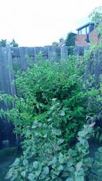 deutzia struik, Tuin en Terras, Ophalen, Overige soorten, Struik, 100 tot 250 cm