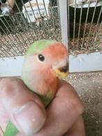 Prachtige piep jonge agapornis roseicollie man, Dieren en Toebehoren, Vogels | Parkieten en Papegaaien, Mannelijk, Dwergpapegaai of Agapornis