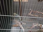 Koppel grasparkieten met kooi, Dieren en Toebehoren, Vogels | Overige Vogels, Meerdere dieren