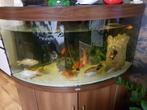 Hoekagaruim, Dieren en Toebehoren, Vissen | Aquaria en Toebehoren, Ophalen of Verzenden, Zo goed als nieuw