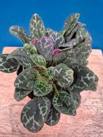 Primulina Youngfuensis p12, Ophalen of Verzenden, Halfschaduw, Minder dan 100 cm