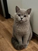 Britse korthaar (blue shady %100)€700, Dieren en Toebehoren, Kater, Ontwormd, 0 tot 2 jaar
