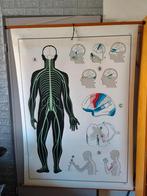 Zenuwstelsel Vintage Schoolposter Menselijk Lichaam Anatomie, Antiek en Kunst, Antiek | Schoolplaten, Ophalen of Verzenden, Natuur en Biologie