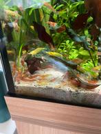 Garnalen oranje en geel, Dieren en Toebehoren, Vissen | Aquariumvissen, Kreeft, Krab of Garnaal