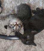 3 kruising britse korthaar kittens, Dieren en Toebehoren, Katten en Kittens | Overige Katten