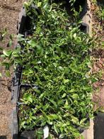 Vinca Minor / Kleine Maagdenpalm . krat van 28 stuks zijn, Ophalen, Bodembedekkers, Vaste plant, Halfschaduw