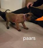 Mechelse herder pups uit goede combinatie, Dieren en Toebehoren, Honden | Herdershonden en Veedrijvers, Reu, CDV (hondenziekte)