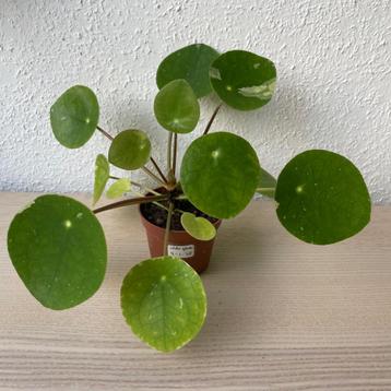Pilea ‘White Splash’ stekjes (Beschikbaar: 6) beschikbaar voor biedingen