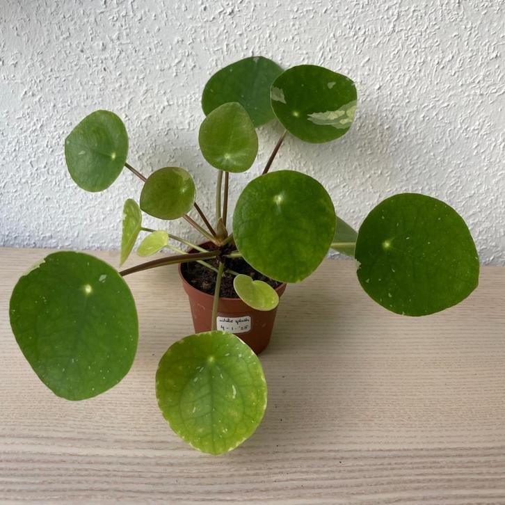 Pilea ‘White Splash’ stekjes (Beschikbaar: 6), Huis en Inrichting, Kamerplanten, Overige soorten, Minder dan 100 cm, Groene kamerplant