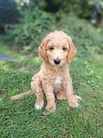 Labradoodles, Dieren en Toebehoren, Rabiës (hondsdolheid), Overige rassen, 8 tot 15 weken, Meerdere
