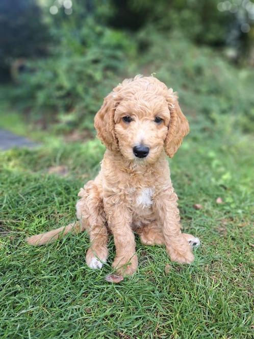 Labradoodles, Dieren en Toebehoren, Honden | Retrievers, Spaniëls en Waterhonden, Meerdere dieren, Overige rassen, Particulier