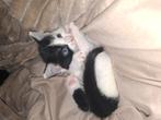 Poes, 4 weken beschikbaar, Poes