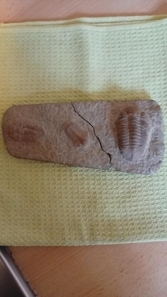 Fossiel uit Heerlen, Verzamelen, Mineralen en Fossielen, Fossiel, Ophalen of Verzenden