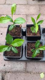 Citroen fruit boompjes Citrus 1 jaar oud, Tuin en Terras, Planten | Tuinplanten, Ophalen, Volle zon, Vaste plant, Zomer