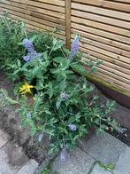 Vlinderstruik, Tuin en Terras, Planten | Tuinplanten, Ophalen, Zomer, Overige soorten, Volle zon